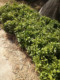 龙井43 茶苗 量大优惠 西湖龙井茶的主要茶树品种