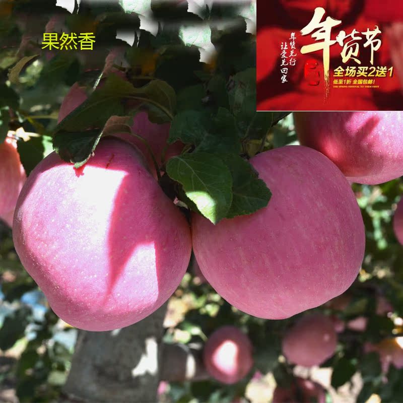 抢年货【果然香】正宗洛川苹果新鲜水果12颗75mm洛川红富士果子包