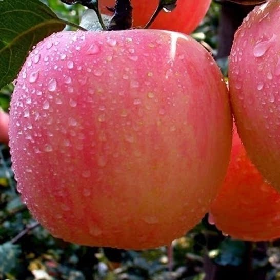 庆阳新鲜苹果水果红富士香脆酸甜85#大红苹果味美多汁现摘5斤包邮