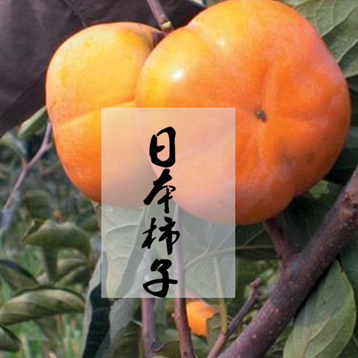 脆柿子日本甜柿子硬柿子新鲜农家应季水果非软柿子磨盘柿子