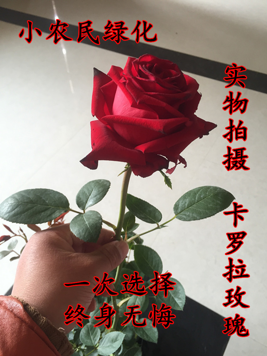 玫瑰花苗盆栽大花月季苗正宗切花红玫瑰带花发货玫瑰花苗卡罗拉
