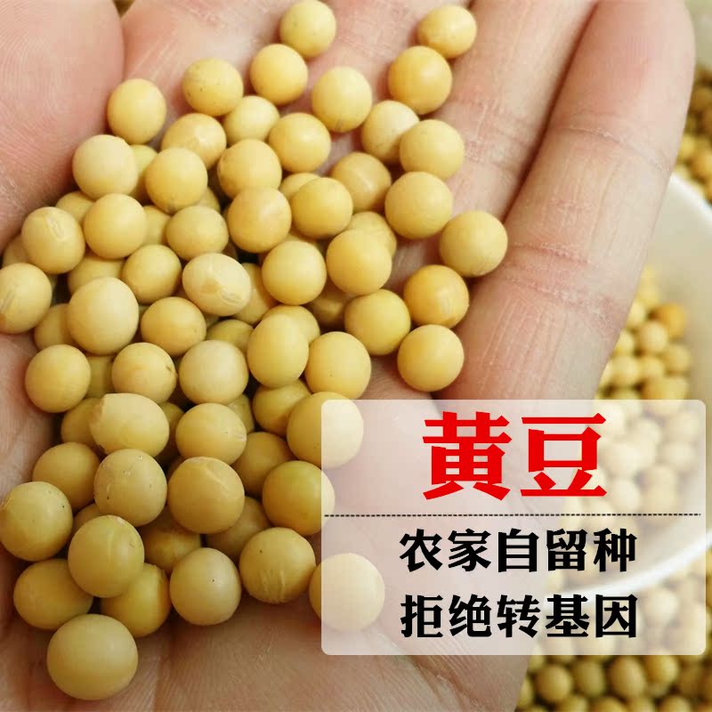 500g刘老头 黄豆 农家自产 非转基因 发豆芽 打豆浆 粗粮五谷杂粮