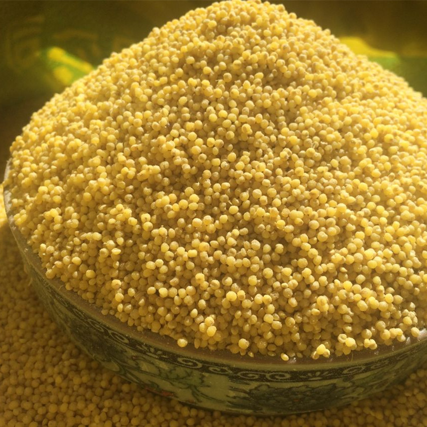 2015年新米山西广灵农家自产黄小米月子米小黄米杂粮500g5斤包邮
