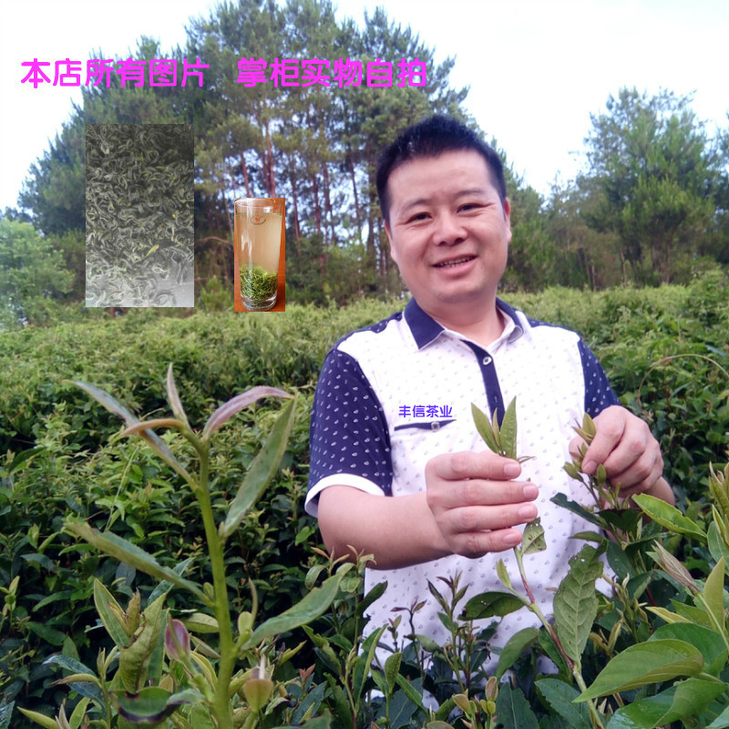 2016年新茶叶江西高山日照充足散装明前野生手工绿茶500克