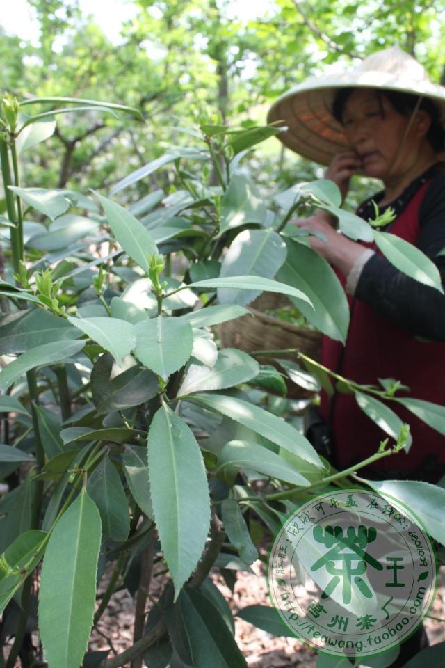 2016年新山东苦丁茶去火茶大叶苦丁特级嫩芽茶王兆正独家种植生产