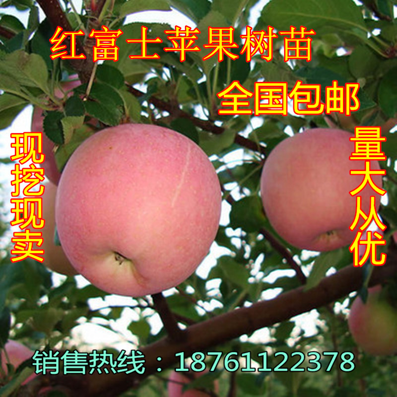 苹果苗 苹果树苗嫁接苗果树苗南方北方种植盆栽地栽