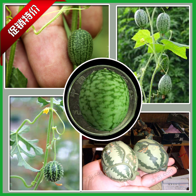 进口迷你型西瓜葫芦种子拇指小西瓜种子盆栽微型水果蔬菜四季包邮