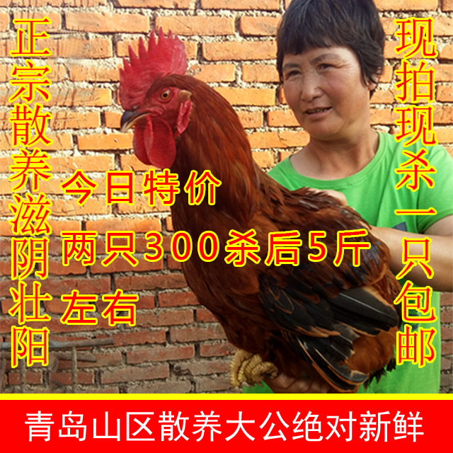 青岛农家散养土鸡山鸡老母鸡月子鸡农村自养大公鸡柴鸡乌鸡鸡肉