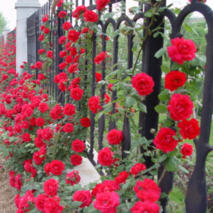 阳台花卉多花蔷薇花苗 爬藤月季玫瑰爬墙 当年开花苗庭院花卉盆栽