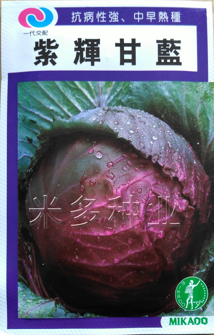 寿光蔬菜 高产紫辉甘蓝种子 日本引进紫卷心菜 抗病毒高产量 10克