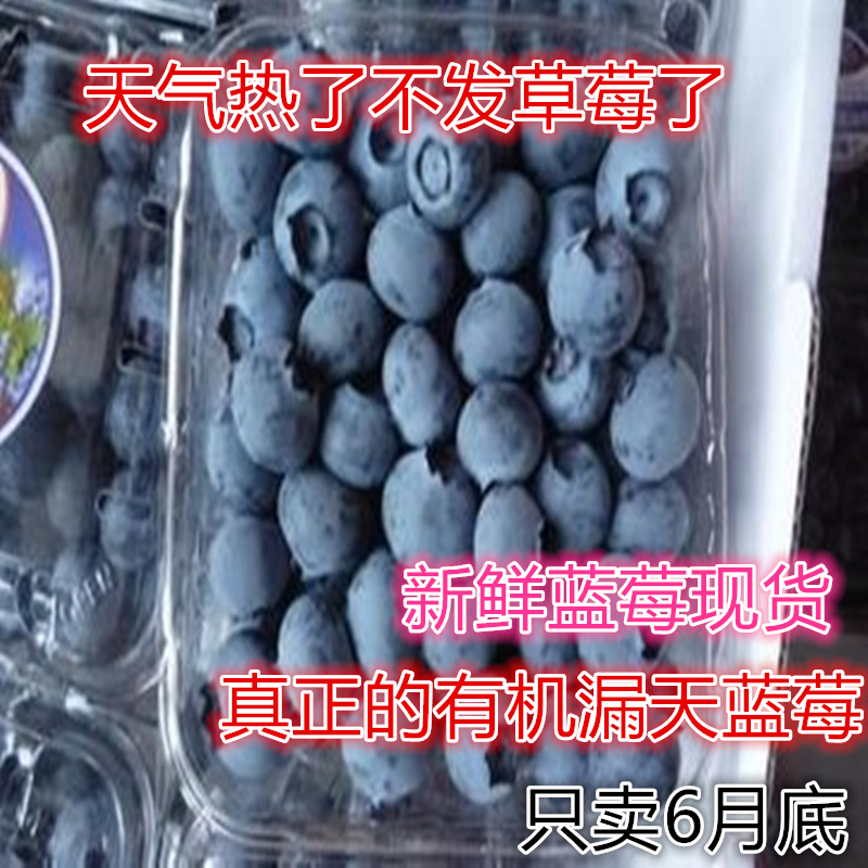 出售新鲜蓝莓农家自种秒双流红颜草莓无公害孕妇水果鲜果漏天