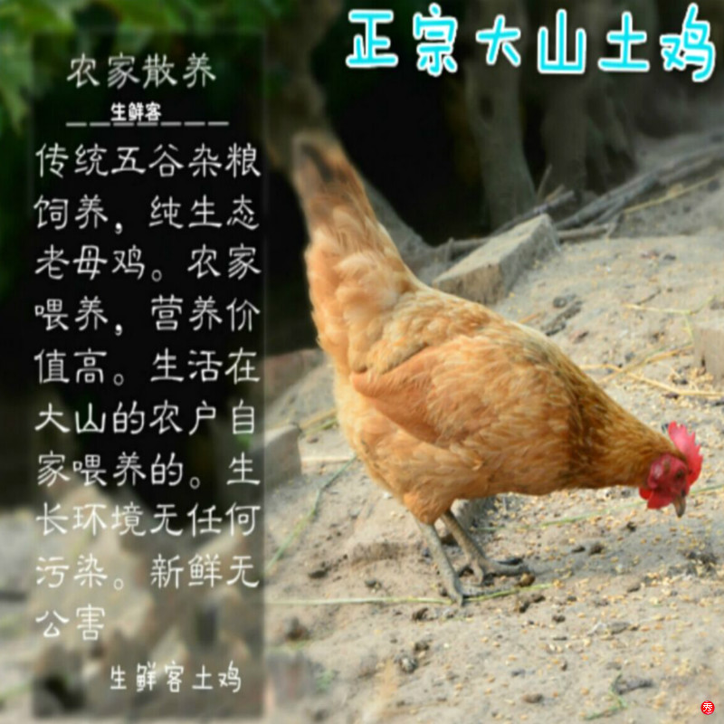 正宗农家散养土鸡儿童月子营养私人现杀老母鸡顺丰包邮中国大陆