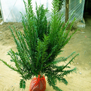 低价出售植物【红豆杉】别名紫杉 赤柏松实物照