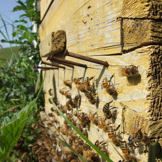 新疆百花蜂蜜500克 新疆山花蜜农家自产原生态土黑蜂成熟百花蜜