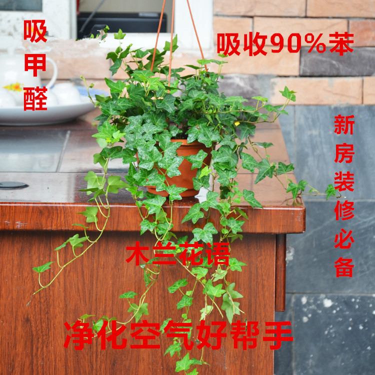 特价常春藤吊兰植物盆栽 常青藤花卉净化空气吸甲醛办公室内绿植