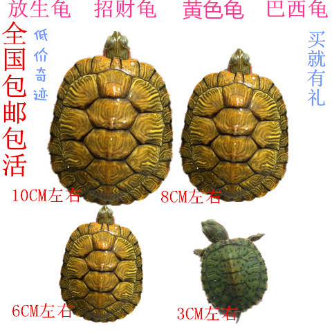 大乌龟活体巴西龟小彩龟苗招财龟黄色放生实用龟宠物水族全国包邮