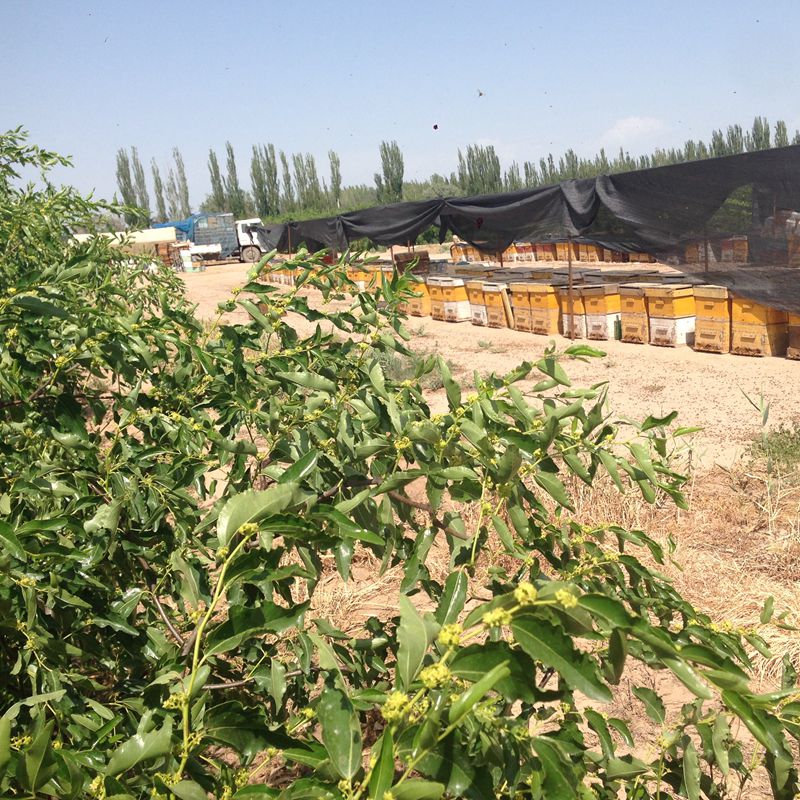 新疆红枣蜂蜜1000g 纯净天然无添加农家自产土蜂蜜枣花蜜原蜜