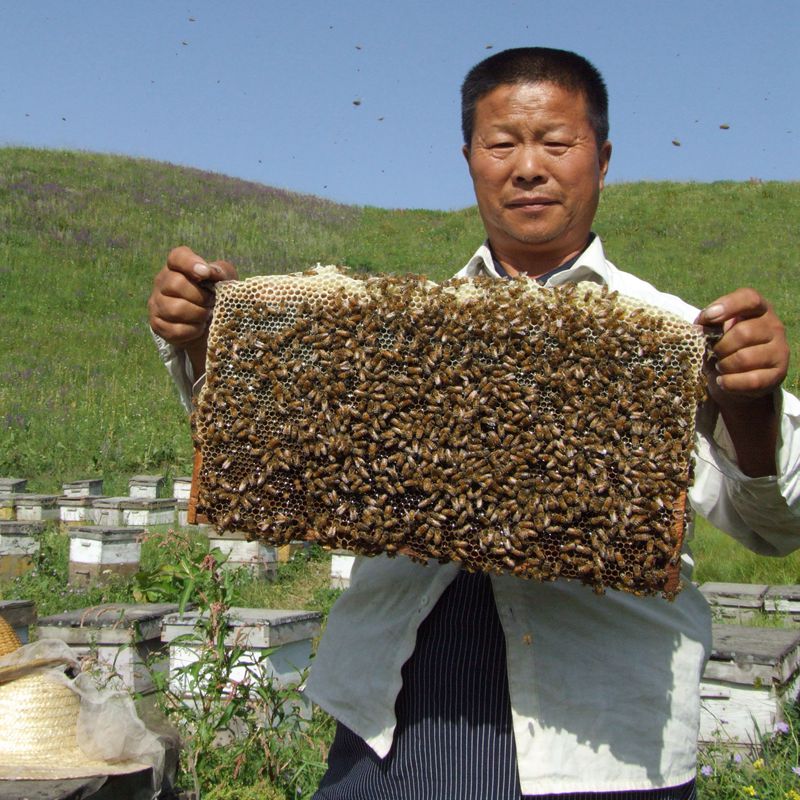 新疆百花蜂蜜500克 纯蜂蜜野山花蜜农家自产原生态天然土蜂蜜原蜜