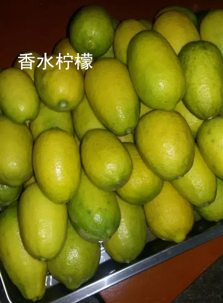 新鲜水果 香水柠檬皮薄多汁润肤美白  台湾无籽 现摘批发 5000g