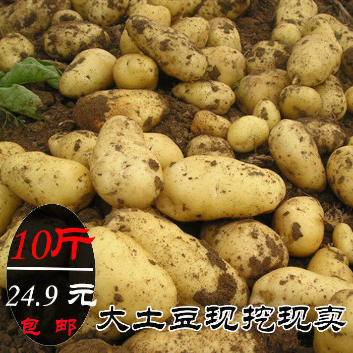 2016年现挖农家高山新鲜土豆10斤非转基因洋芋马铃薯黄心有机蔬菜