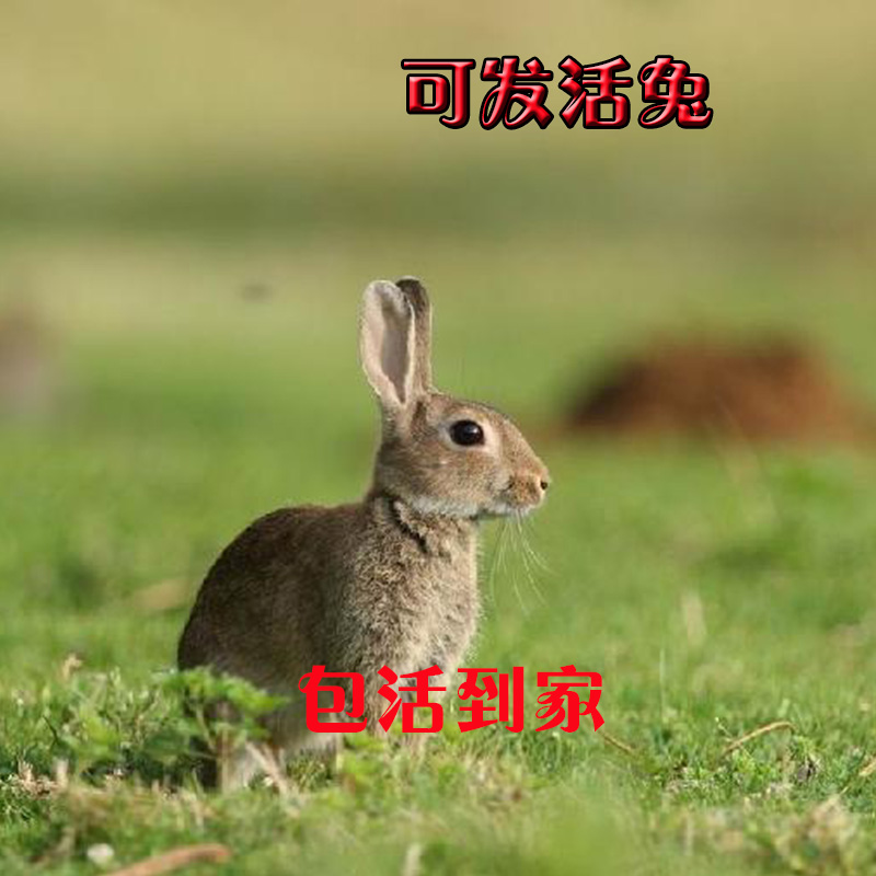 野兔活体野兔食用野兔野兔散养兔子肉鲜活野兔种野兔包邮