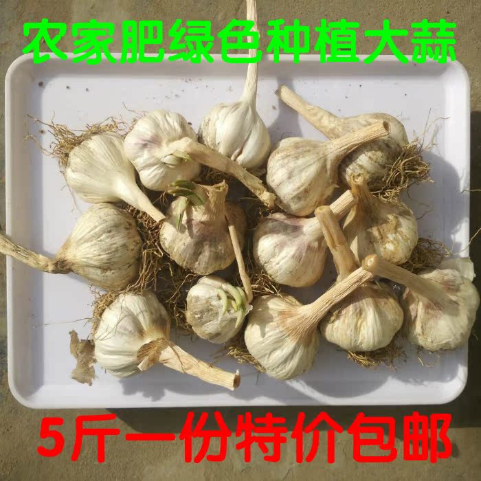 河南农家有机新鲜晒干大蒜特产 特价农村自家种植绿色蔬菜大蒜5斤