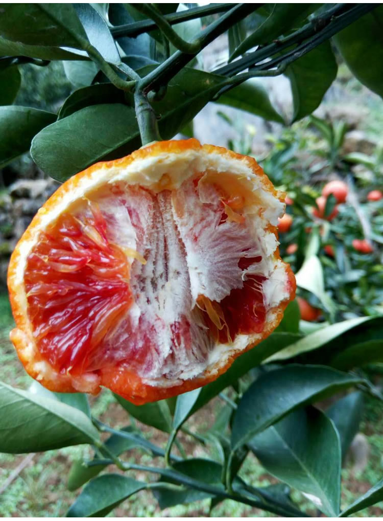 血丝橙子塔罗科血橙新鲜水果秭归脐橙比赣南橙带鲜叶果园直发包邮