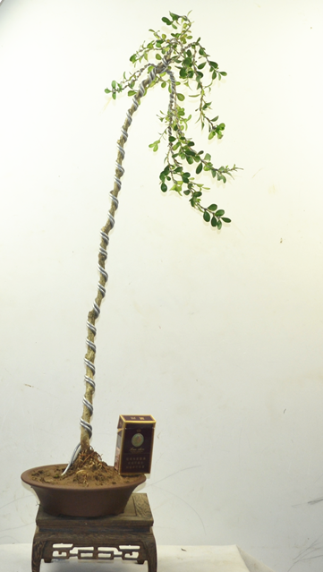 高档精品盆栽 文人树 文人式 小叶瓜子黄杨造型盆景树桩 实物包邮