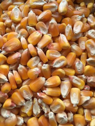 玉米粒饲料 干玉米粒 饲料有机玉米 鸽非转基因