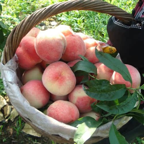 现摘陕西新鲜水果农家自种新鲜毛桃应季孕妇最爱水果桃子10斤包邮