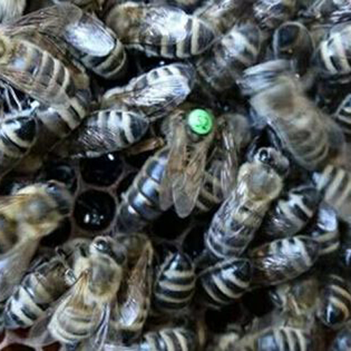 东北黑蜂种王人工授精纯种东北黑蜂群黑蜂群意蜂群蜜蜂群活体包邮