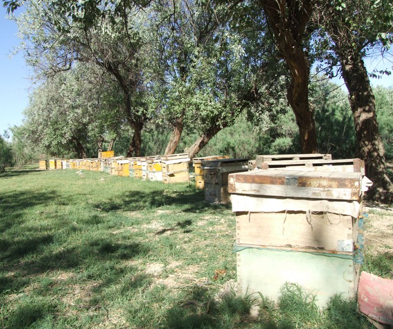 新疆沙枣花蜂蜜1000g 纯净天然无添加农家自产土蜂蜜原蜜包邮
