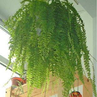 波士顿肾蕨蕨类盆栽绿植植物花卉净化空气吸甲醛带盆栽好